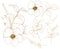 Vector golden sketch anemone set. Hand painted flowers, eucalyptus leaves, berries and branch isolated on white