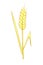 Vector golden spikelet of wheat isolated on white background. Color clipart in flat style