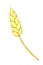 Vector golden spikelet of wheat isolated on white background. Color clipart in flat style