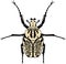 Vector Goliathus beetle