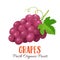 Vector grapes illustration