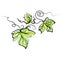 Vector grapevine branch with leaves illustration on white