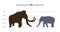 Vector graph or infographics comparing the height and size of mammoth and elephant with units of height. Mammoth vs elephant.