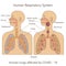 vector graphic illustration of human respiratory system