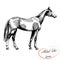 Vector graphic riding and trotting Akhal-Teke thoroughbred horse