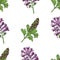 vector graphic seamless pattern with fumaria officinalis