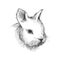 Vector graphic sketch of baby rabbit profile in black isolated on white background. Silhouette of decorative cute bunny head.