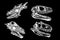 Vector graphical set of skulls of pachycephalosaurus and tyrannosaurus on black, graphical illustration