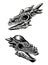 Vector graphical skulls of pachycephalosaurus on white, graphical illustration,paleontological element