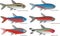 Vector graphics of different tetra species