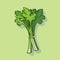 Vector of a green background with a detailed illustration of a bunch of broccoli
