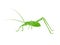 Vector of green bush-cricket long horned grasshopper on white background. From side view. Insect. Animals