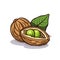 Vector of a green nut shell with two nuts and a leaf isolated on a white background