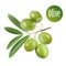 Vector green olives isolated