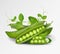 Vector green peas. Photo-realistic vector pods of green peas with leaves and flowers on transparent background. 3d green