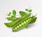 Vector green peas. Photo-realistic vector pods of green peas with leaves and flowers on transparent background. 3d green