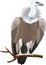 Vector Griffon vulture