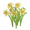 Vector grunge illustration of growing yellow daffodils isolated on white background. Flat vintage clipart of flowering plants of