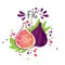 Vector hand draw colored fig illustration. Purple, blue peach with pulp and fruit bones and green leaves. Fresh tropical