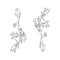 Vector hand draw illustration bellflower,  outline wild plant witn flowers and leaves