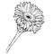 Vector hand drawing black and white gerbera flower