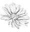 Vector hand drawing flower 3