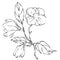 Vector hand drawing magnolia flower