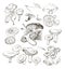 Vector hand drawing a set of mushrooms.
