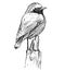 Vector Hand Drawing of Small Bird Common Redstart Sitting on Top of Pole