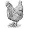 Vector Hand Drawing of Speckled Hen or Chicken