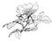 Vector Hand Drawing of Wild Rose Branch with Blooming Flower