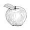 Vector hand drawn apple, engraving style, hand drawn black pen