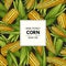 Vector hand drawn banner with ripe organic corn cobs