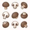 Vector Hand Drawn Brown Champignon Set. Cartoon Champignon Mushrooms. Design Template, Clipart. Agaricus Campestris