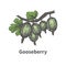 Vector hand-drawn bunch ripe green gooseberry