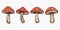 Vector Hand Drawn Cartoon Mushrooms. Amanita Muscaria, Fly Agaric Illustration, Mushrooms Collection. Magic Mushroom