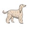 Vector hand drawn colored Afghan hound dog