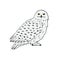 Vector hand drawn colored polar snowy owl