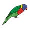 Vector hand drawn doodle colored lory parrot