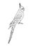 Vector hand drawn doodle corella cockatiel parrot