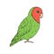 Vector hand drawn doodle green lovebird parrot