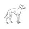 Vector hand drawn doodle Italian greyhound dog