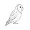 Vector hand drawn doodle outline lovebird parrot