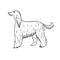 Vector hand drawn doodle sketch Afghan hound dog