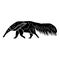 Vector hand drawn doodle sketch black anteater