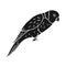 Vector hand drawn doodle sketch black lory parrot