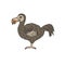 Vector hand drawn doodle sketch colored dodo bird