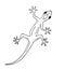 Vector hand drawn doodle sketch gecko lizard