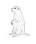 Vector hand drawn doodle sketch groundhog marmot