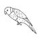 Vector hand drawn doodle sketch lory parrot